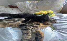 Domestic Shorthair cats for sale: FREE - 2 sweet cats to be rehomed  - Image 4