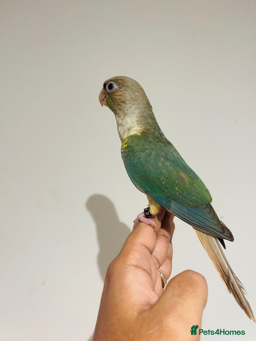 Conures birds for sale: Hand reared conures for sale  - Advert 21