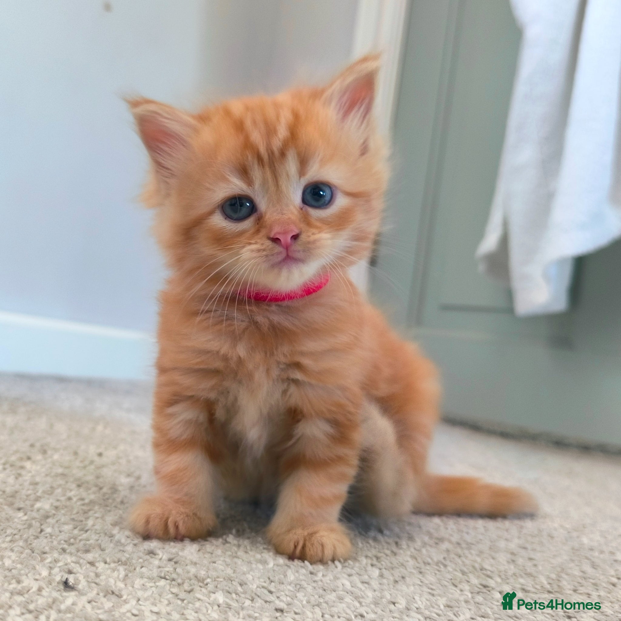 Ragdoll cats Persian/ragdoll mix 4 adorable ginger kittens - Advert 5