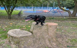 Mixed Breed dogs for sale: 2 year old female Dollie  - Image 6