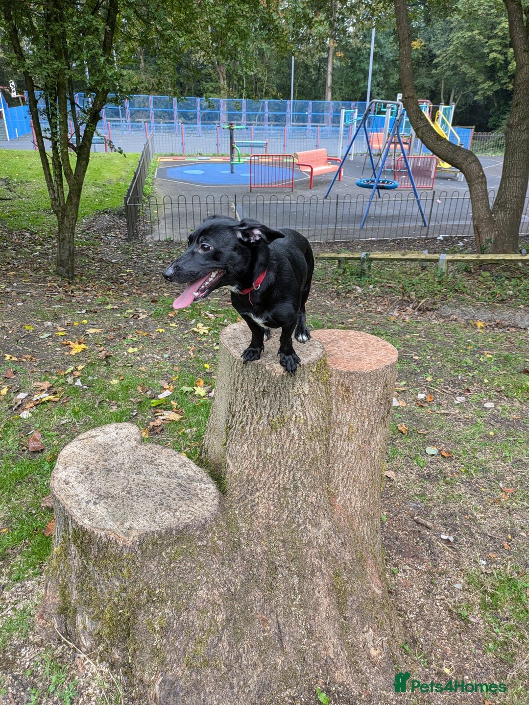 Mixed Breed dogs for sale: 2 year old female Dollie  - Image 6