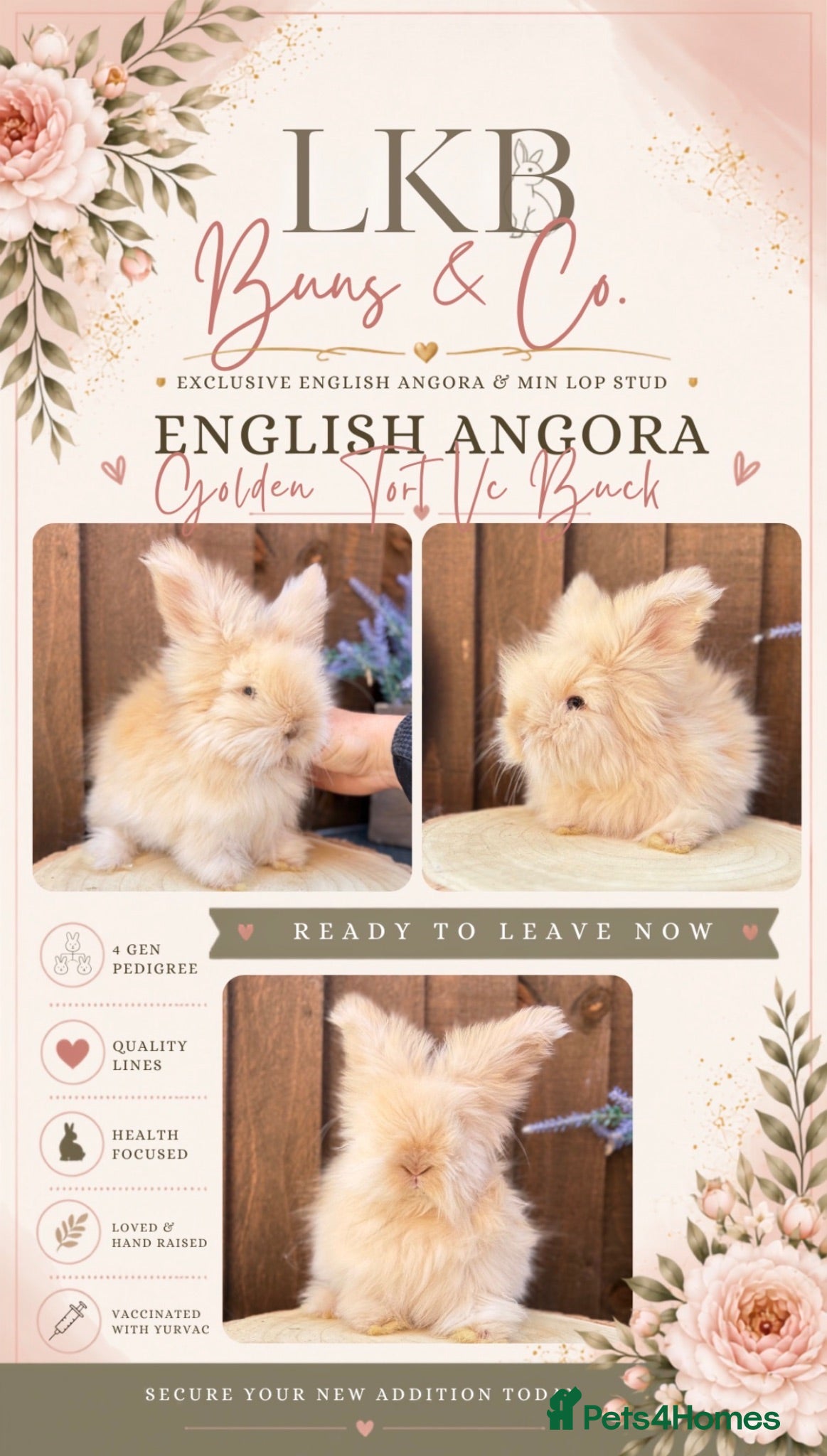 Angora rabbits 🌟 PEDIGREE ENGLISH ANGORA 🌟 - Advert 1