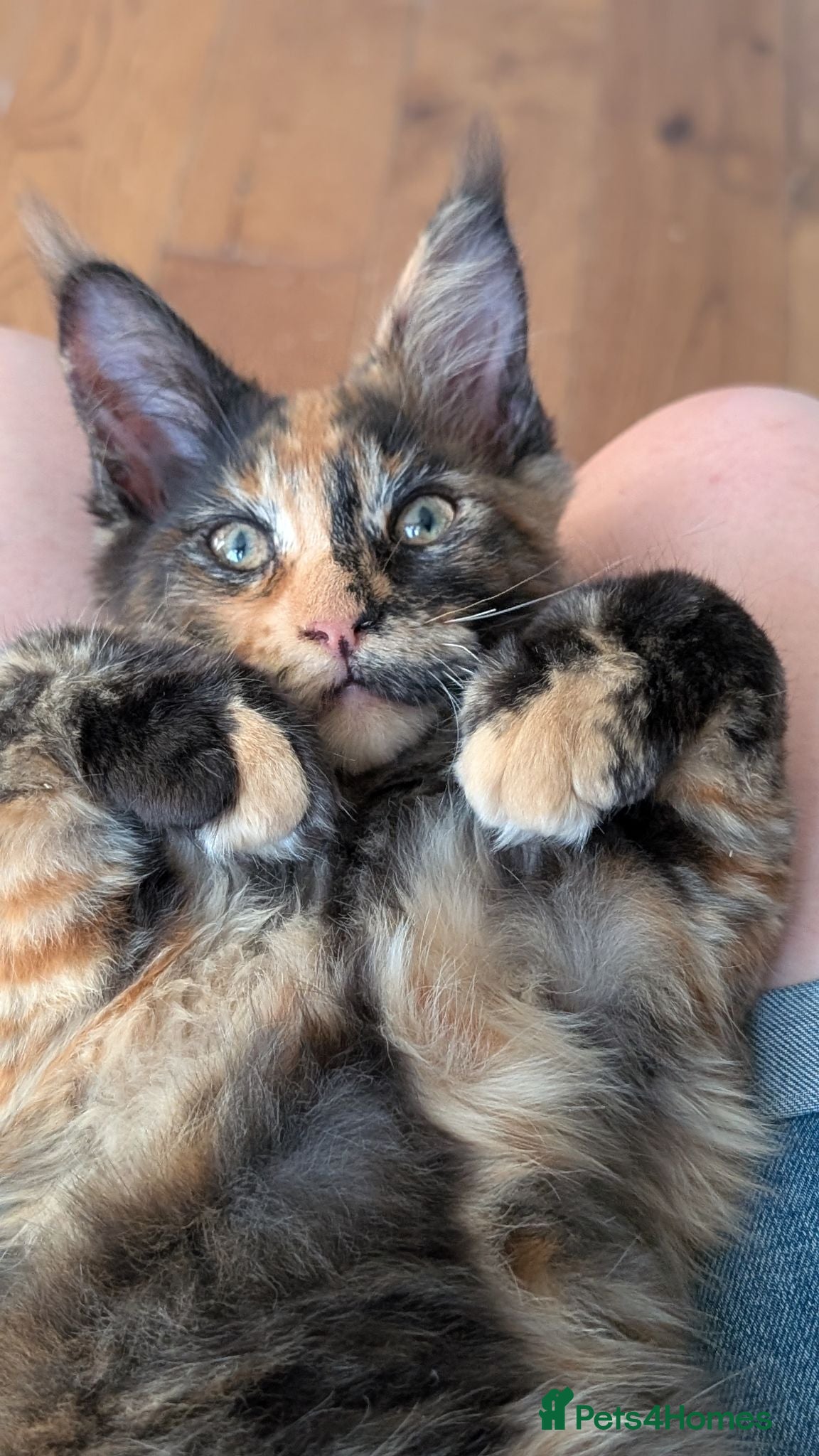 Maine Coon cats Tica Registered Maine coon kittens - Advert 2