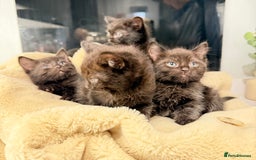 Ragdoll cats for sale: 4 brown fluffy ragdoll cross kittens  - Image 3