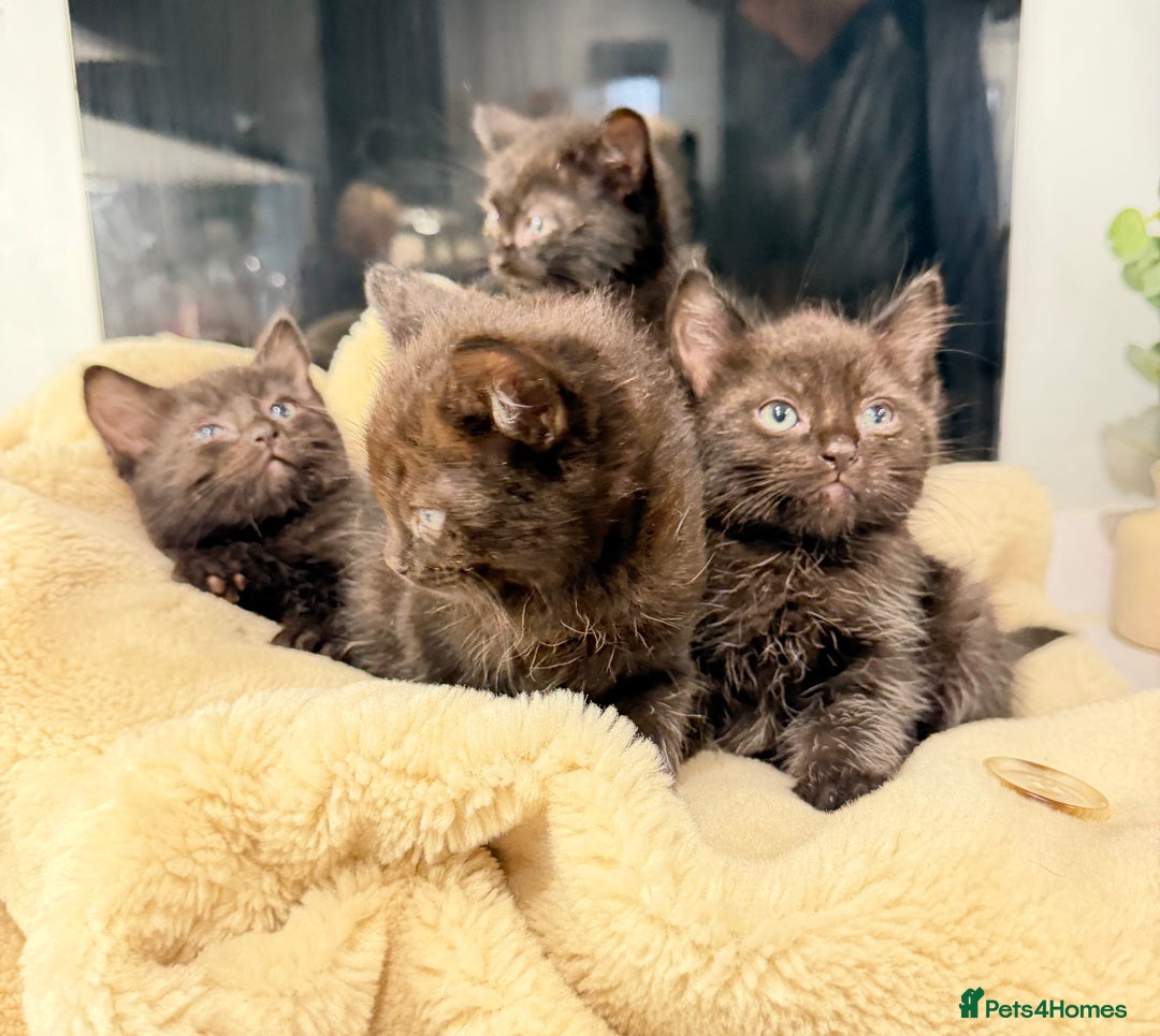 Ragdoll cats for sale: 4 brown fluffy ragdoll cross kittens  - Image 3