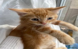 Mixed Breed cats for sale: 4 ginger & 1 tabby kittens - Image 7