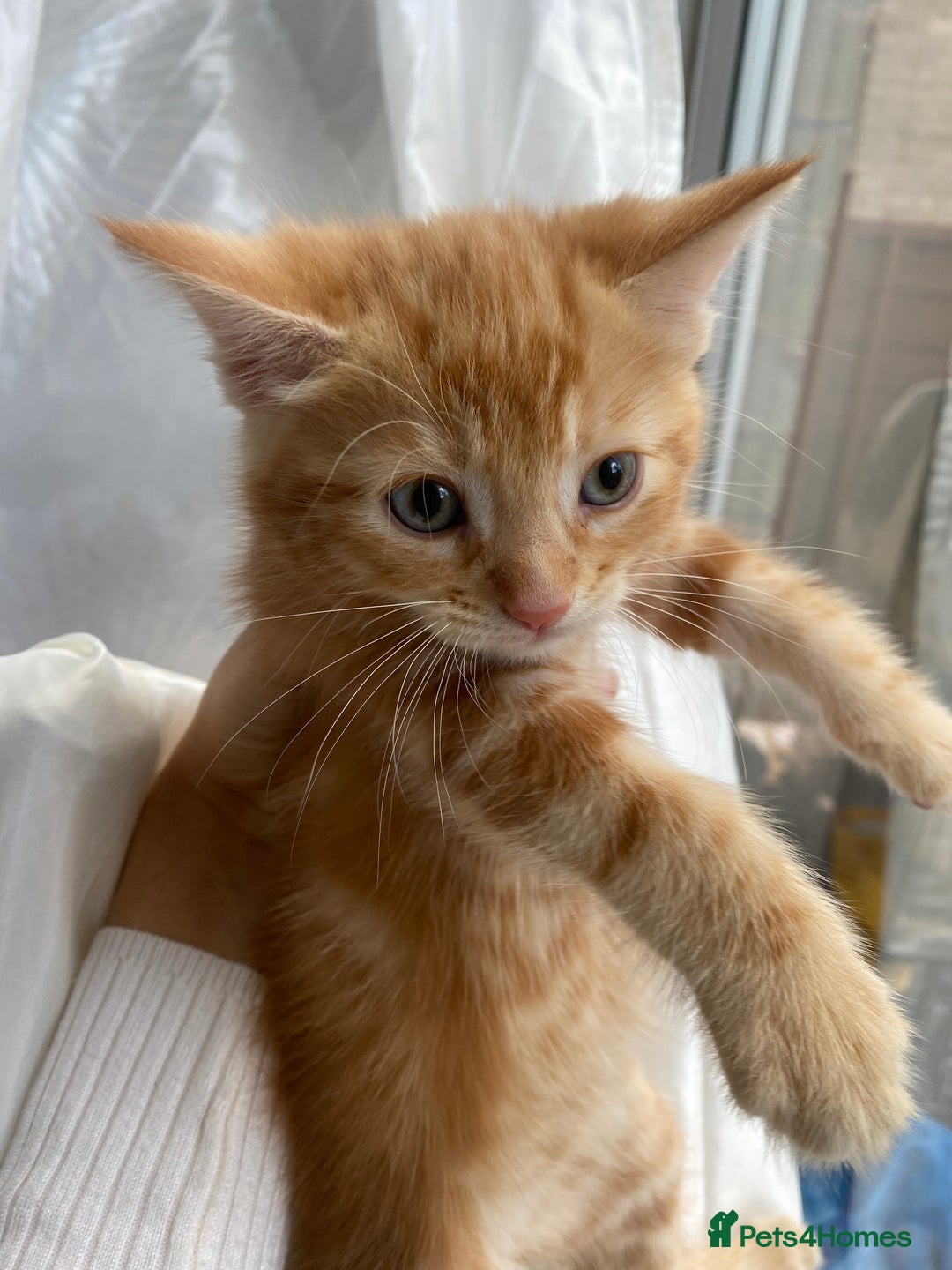 Mixed Breed cats for sale: 4 ginger & 1 tabby kittens - Image 7