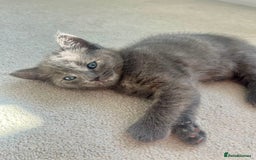 Ragdoll cats for sale: Pretty and affectionate grey ragdoll x tuxedo girl - Image 4