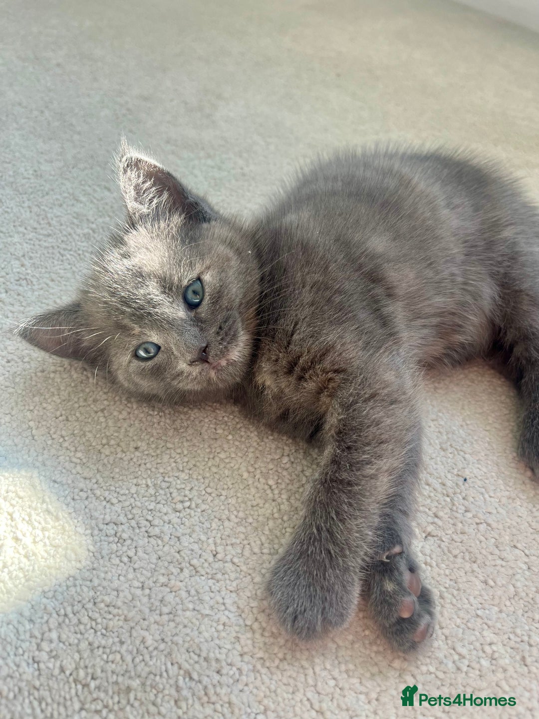 Ragdoll cats for sale: Pretty and affectionate grey ragdoll x tuxedo girl - Image 4