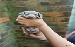 Miniature Dachshund dogs for sale: Stunning Mini Dachshund*1 LH Boy & 1 SH Girl left* - Image 20
