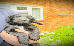 Cockapoo dogs for sale: 2 left! Will you be my forever home? F2 cockapoos  - Image 16