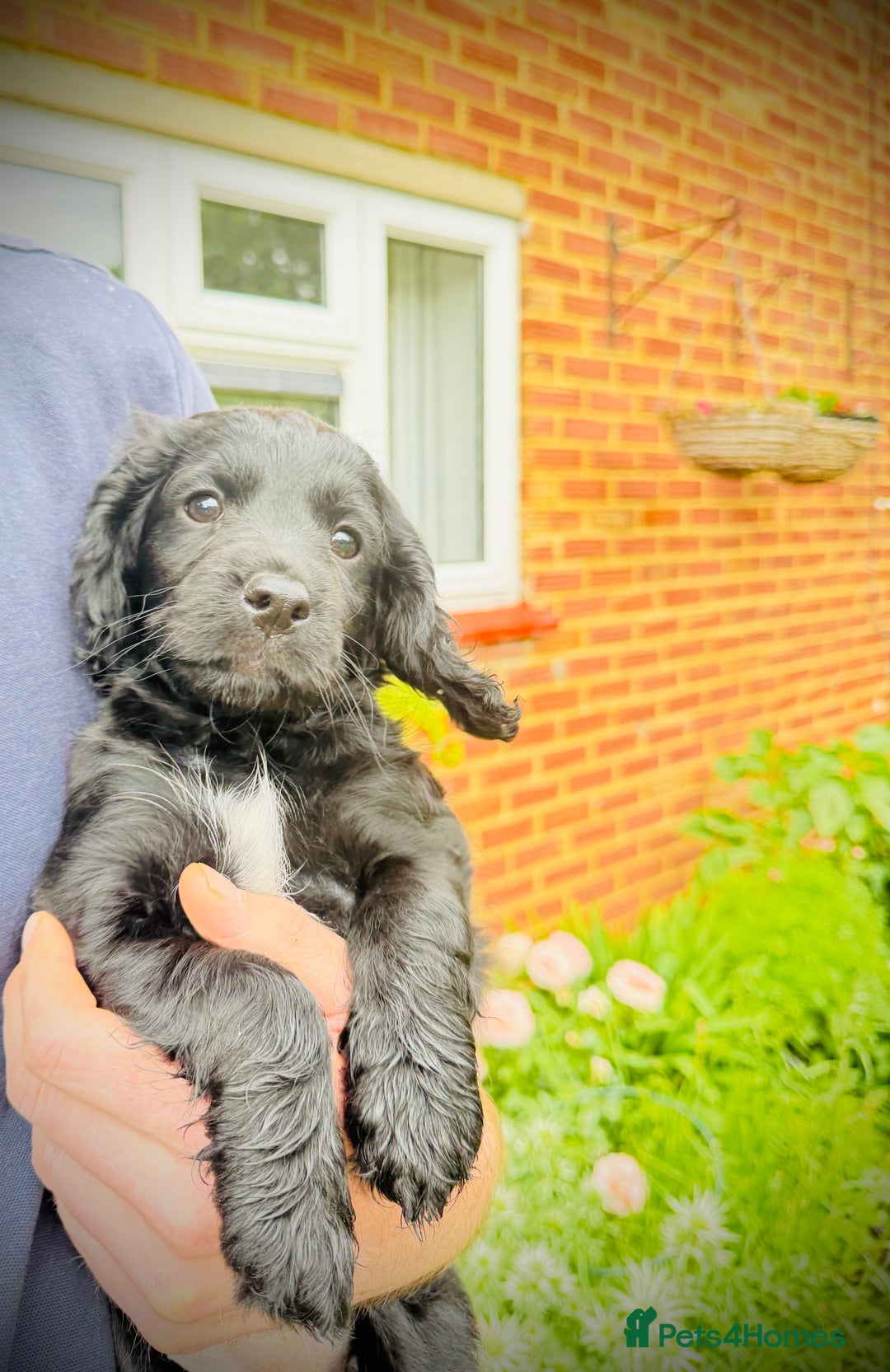 Cockapoo dogs for sale: 2 left! Will you be my forever home? F2 cockapoos  - Image 16