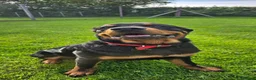 Rottweiler dogs for sale: Rottweiler  - Advert 3