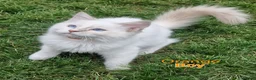 Ragdoll cats for sale: Ragdoll Kittens Ready For Forever Homes - Advert 29