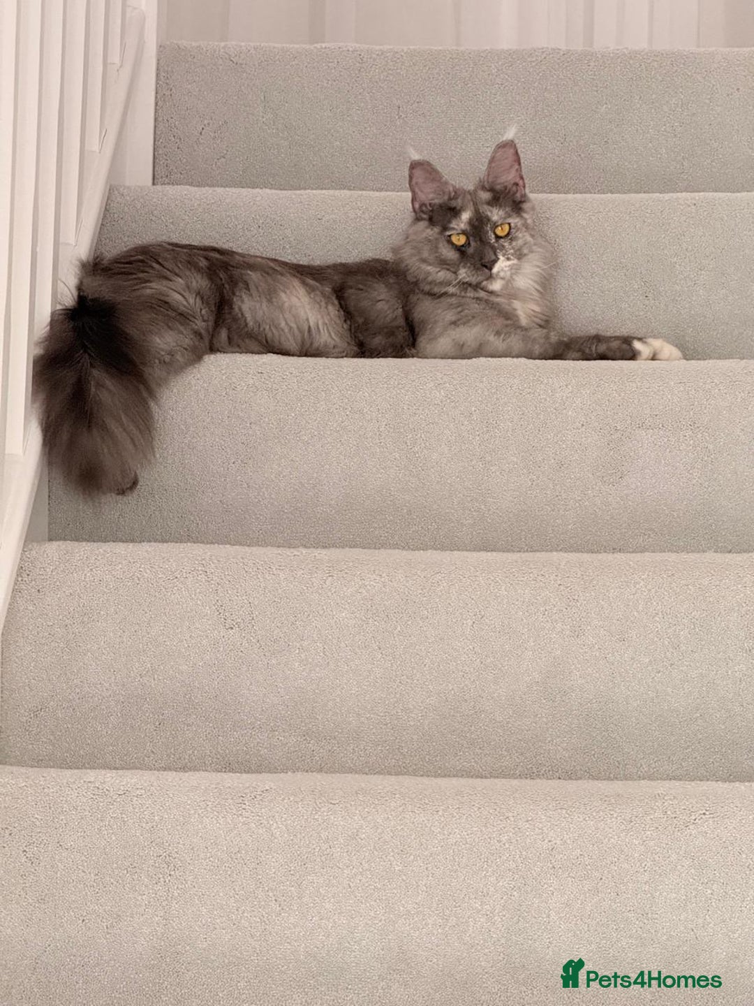 Maine Coon cats for sale: Exceptional Maine Coon Looking for Caring Family - Advert 3