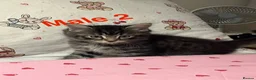 Bengal cats for sale: Bengal/Ragdoll  - Advert 3