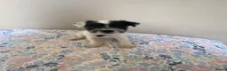 Parson Russell dogs for sale: Last 3 remaining parson Russell girls  - Advert 2