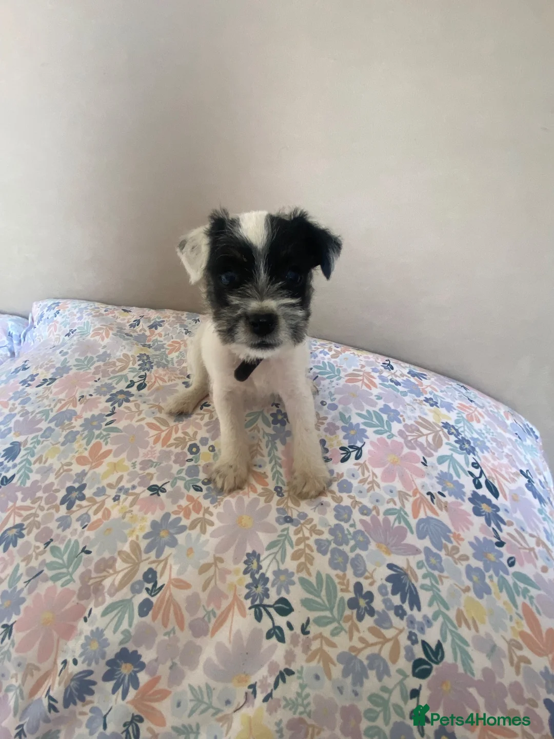 Parson Russell dogs for sale: Last 3 remaining parson Russell girls  - Advert 2