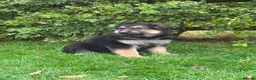 German Shepherd dogs for sale: Pedigree German shepherd puppies  in Ashford - Advert 14