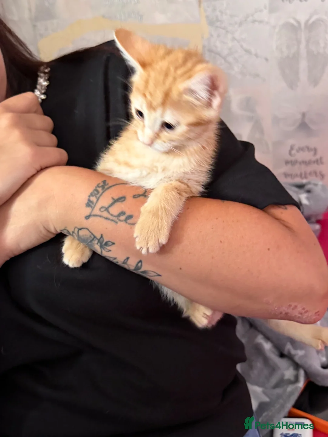 Mixed Breed cats for sale: Miss shannon in Sutton Coldfield - Advert 1