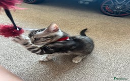 Bengal cats for sale: 🐾 TICA REGISTERED, READY TO LEAVE  😍😍 - Image 15