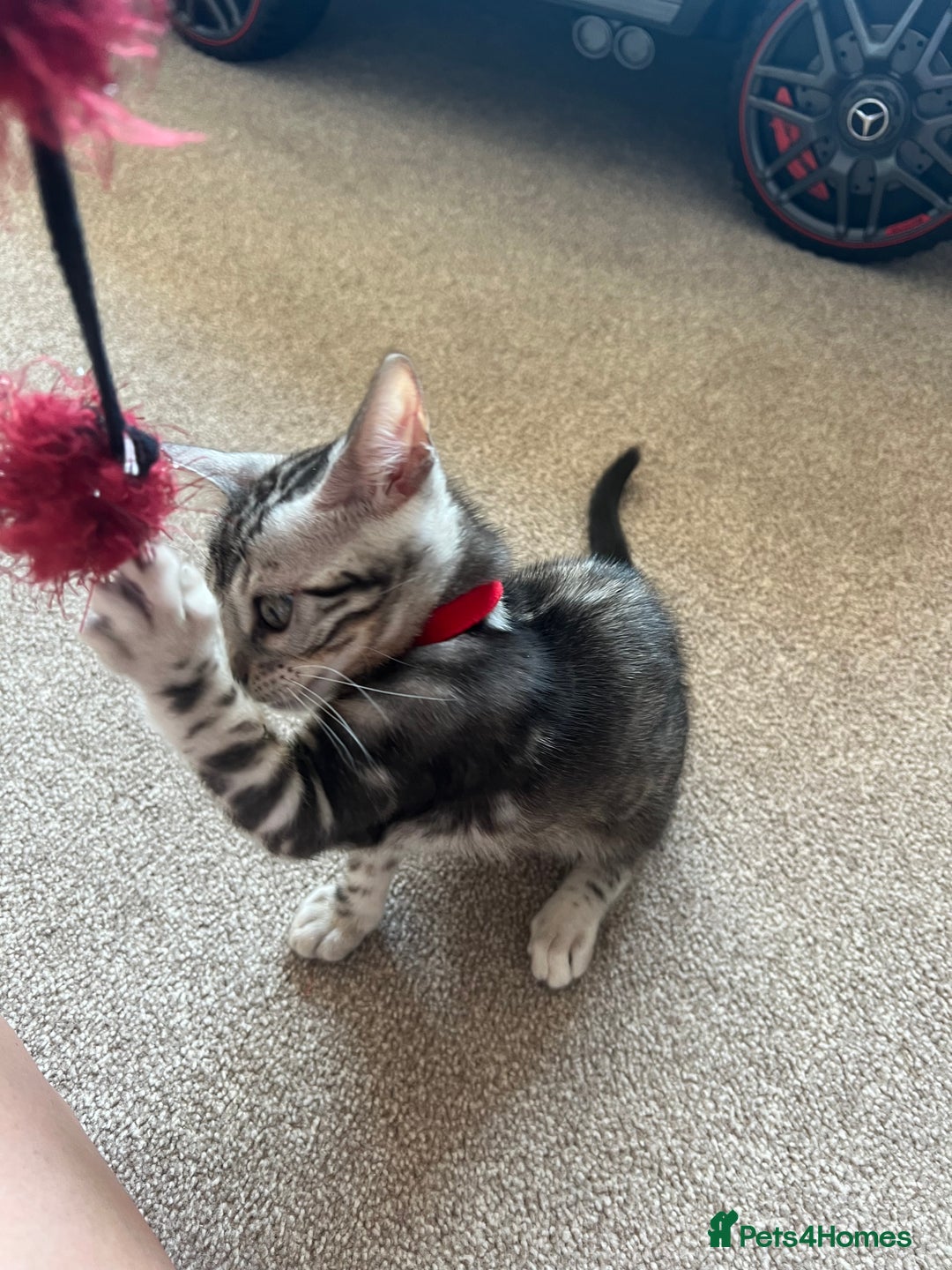Bengal cats for sale: 🐾 TICA REGISTERED, READY TO LEAVE  😍😍 - Image 15