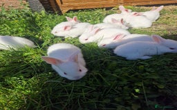 New Zealand rabbits for sale: 11 New zealand rabbits for Sale - Image 6