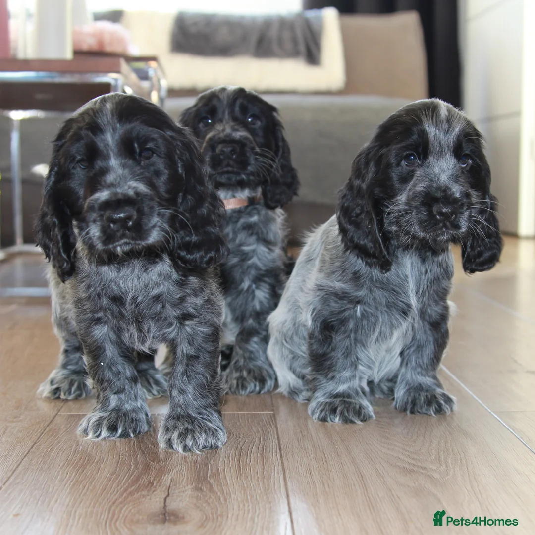 Cocker Spaniel dogs for sale: KC Registered Blue Roan Show Cocker Spaniel Boys - Advert 1