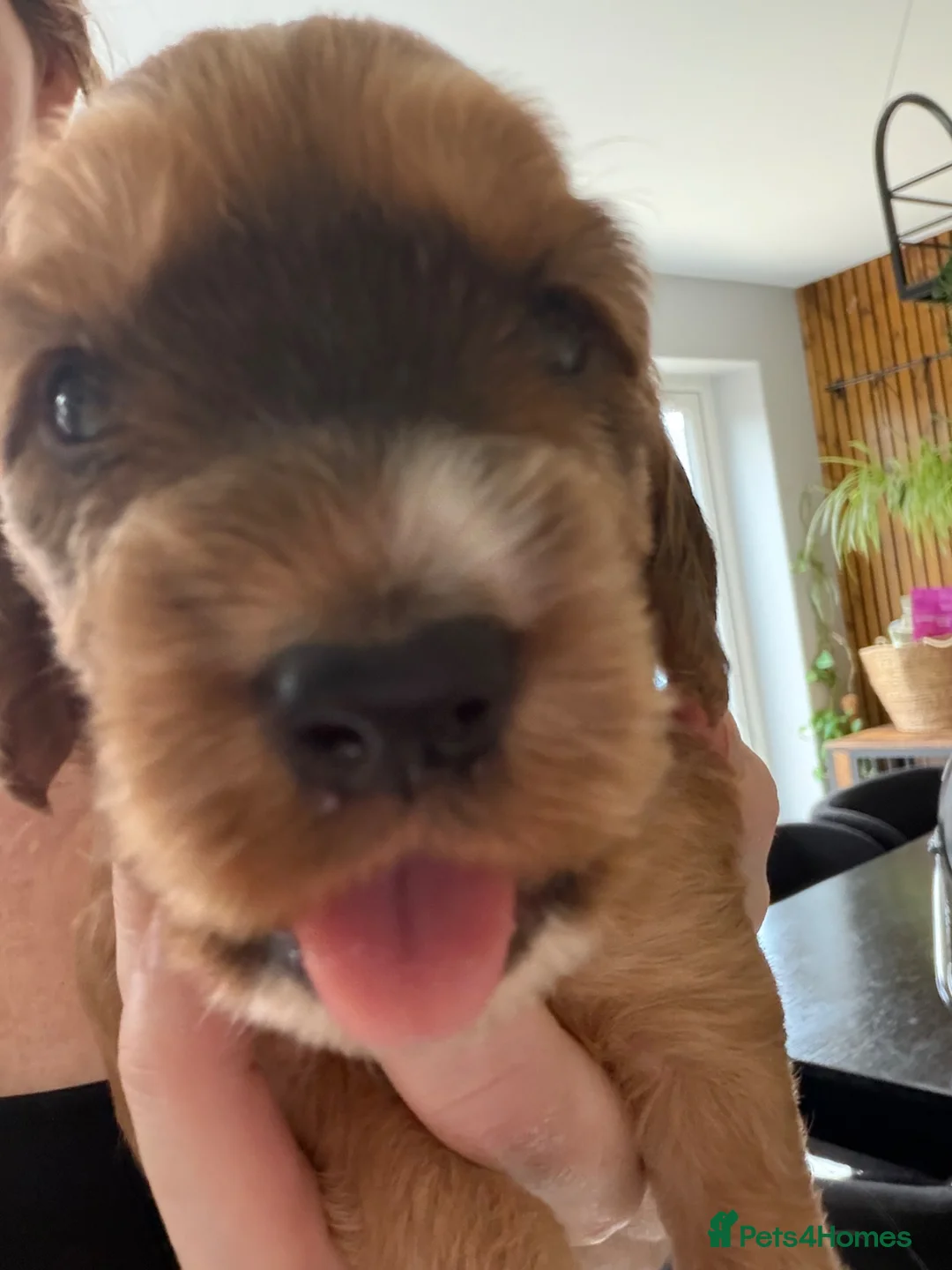 Mixed Breed dogs for sale: Stunning examples of Sprockerpoos  in Bedworth - Advert 2