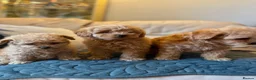 Miniature Poodle dogs for sale: Minature Poodle puppys!🐶🐾 - Advert 9