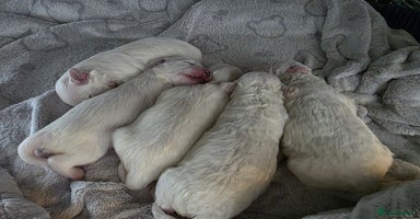 Bichon Frise dogs - Advert 4