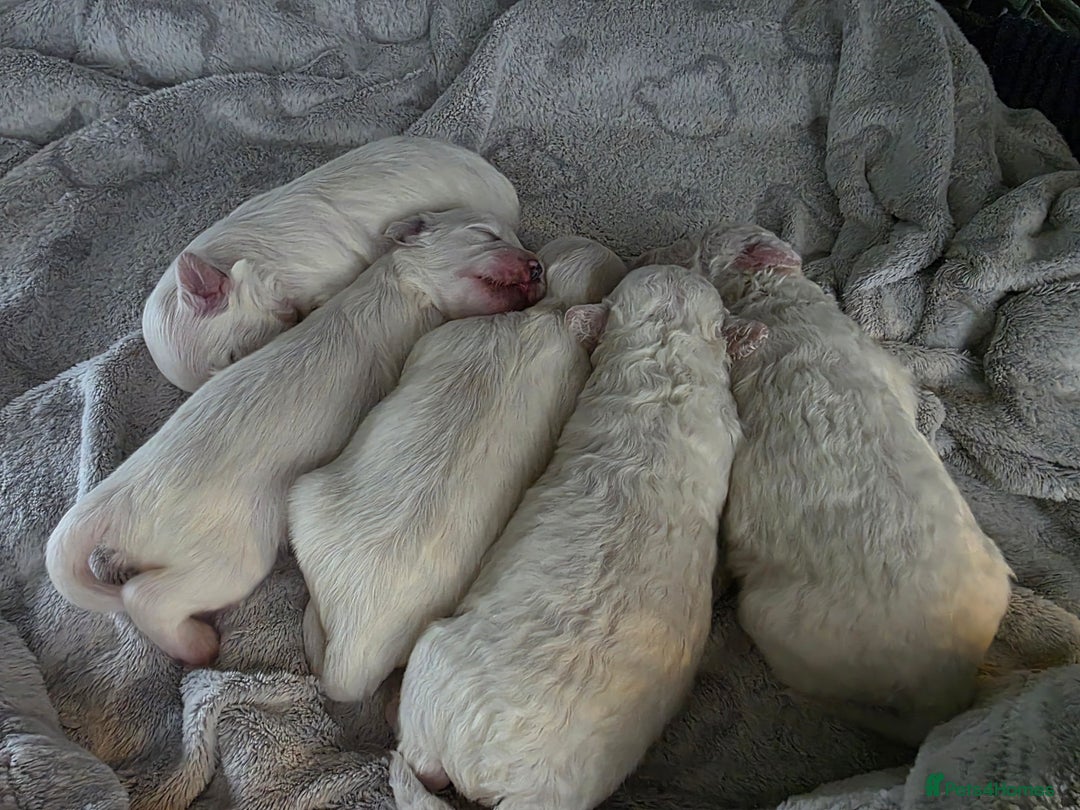 Bichon Frise dogs for sale: Pure Bichon Frise, 5 males  - Image 2