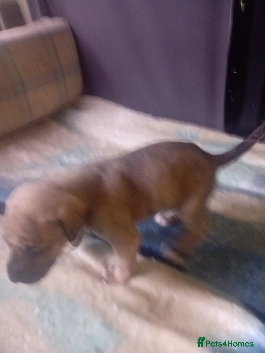 Mixed Breed dogs for sale: Cross breed American bulldog staff x trasylvizla - Advert 14