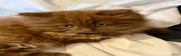 British Longhair cats for sale: Chocolate BLH boys TICA registration  - Advert 12
