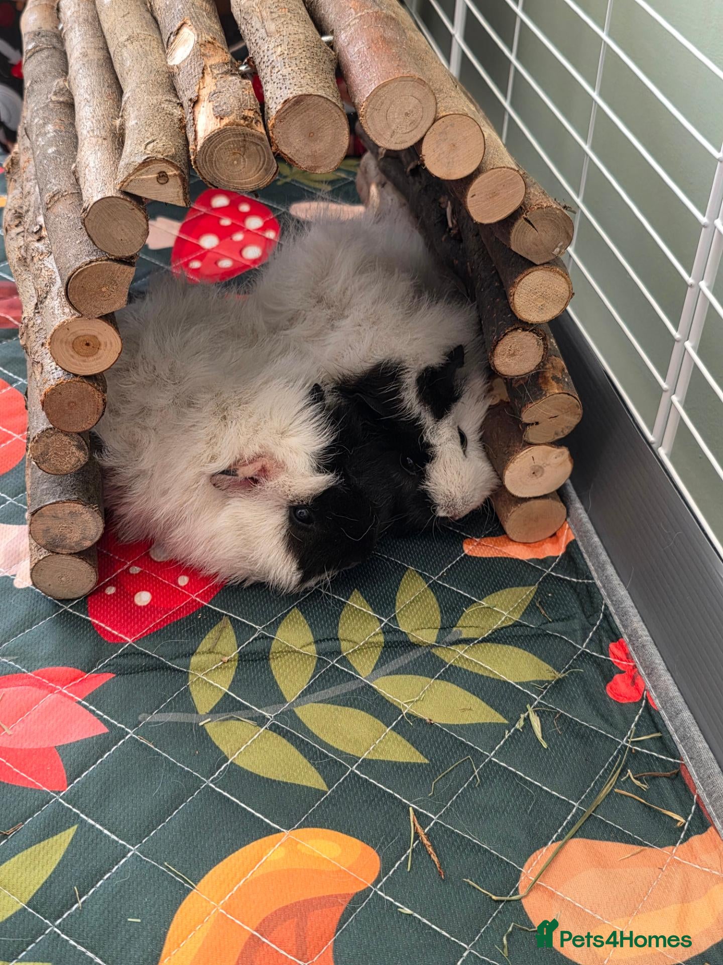 Guinea Pig rodents 2 x female guinea pigs - Advert 2