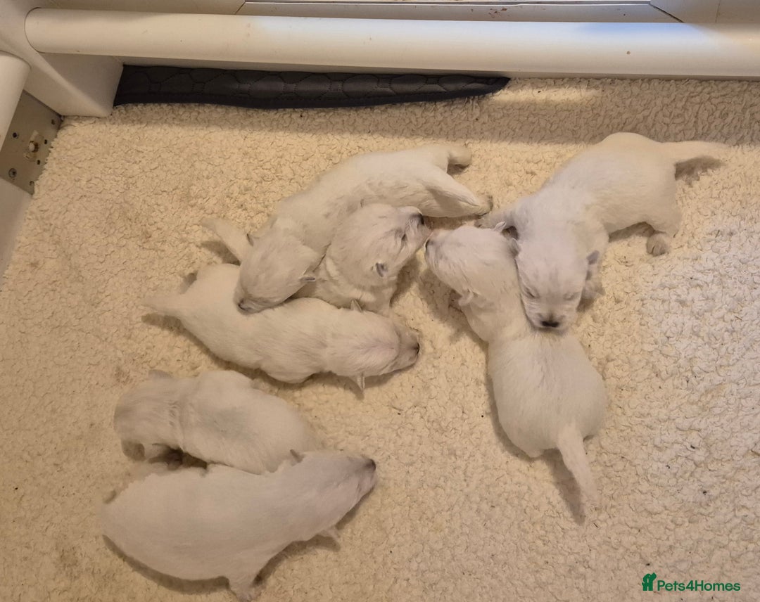 West Highland Terrier dogs for sale: Westhighland Terrier puppies - Advert 3