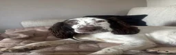 Mixed Breed dogs for sale:  🐾 Beautiful F1 Sproodle Puppies 🐾 - Advert 11