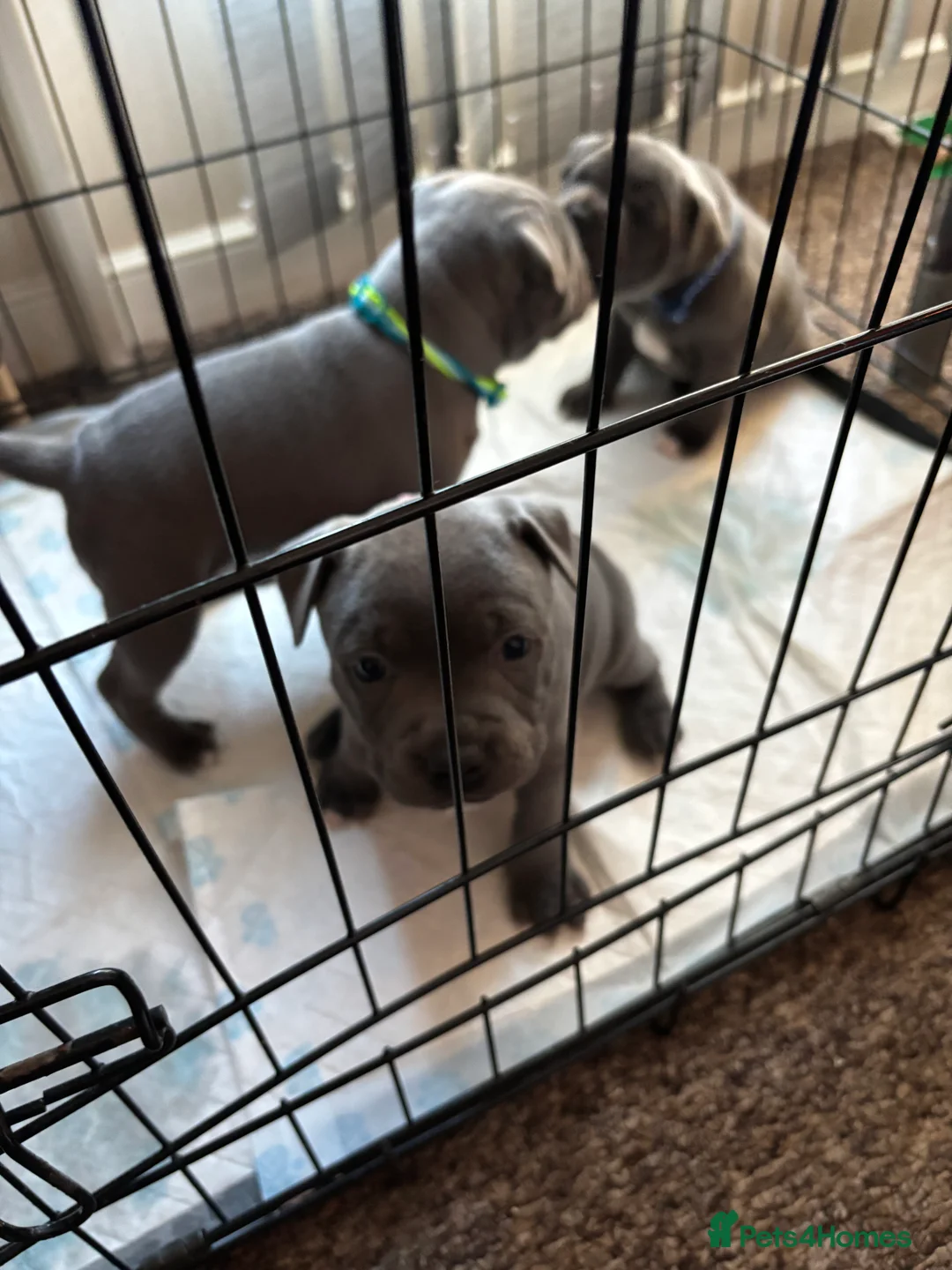 Staffordshire Bull Terrier dogs for sale: Staffy pups  - Advert 17