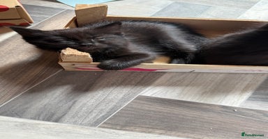 Mixed Breed cats - Advert 7