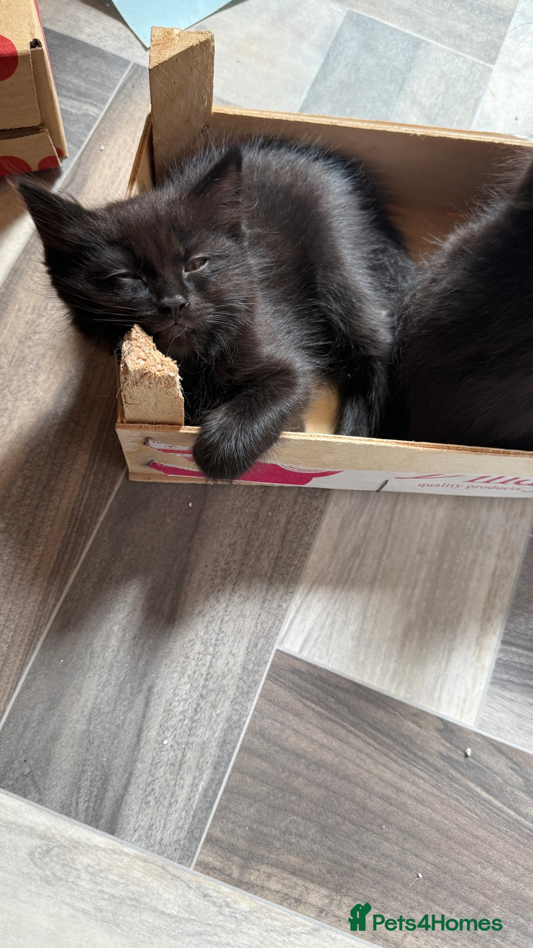 Mixed Breed cats for sale: Adorable kittens - Image 2