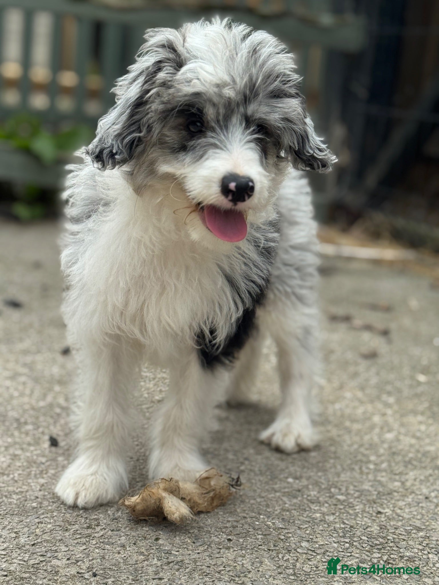 Mixed Breed dogs REHOMING dog  - good home needed - Advert 2