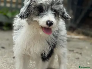 Mixed Breed dogs REHOMING dog - good home needed - Advert 12