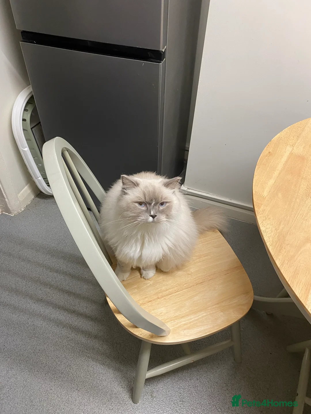 Ragdoll cats for sale: Gccf ragdoll male - Advert 7