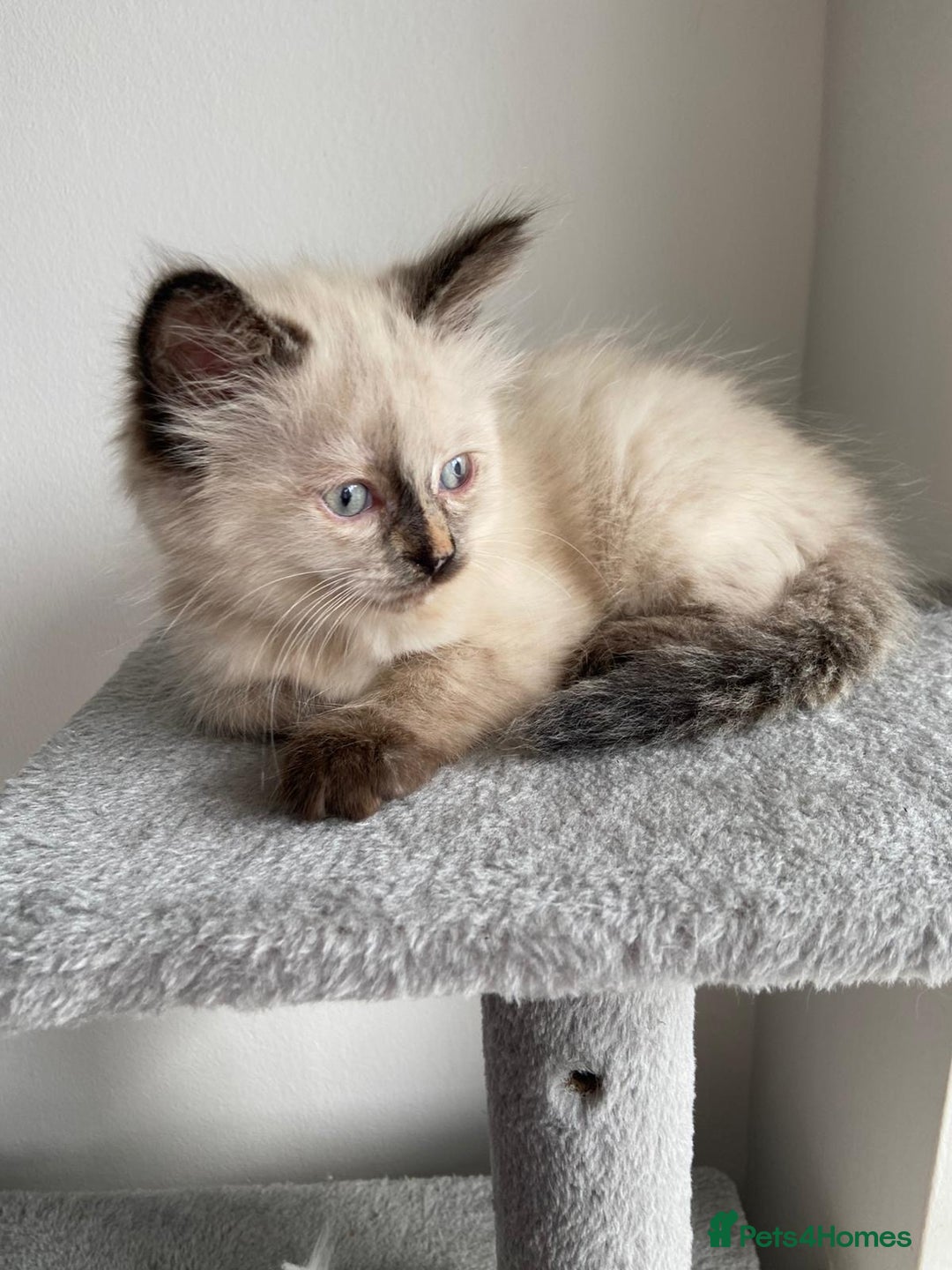 Mixed Breed cats for sale: 5 Half-Ragdoll kittens ❤️ - Image 11