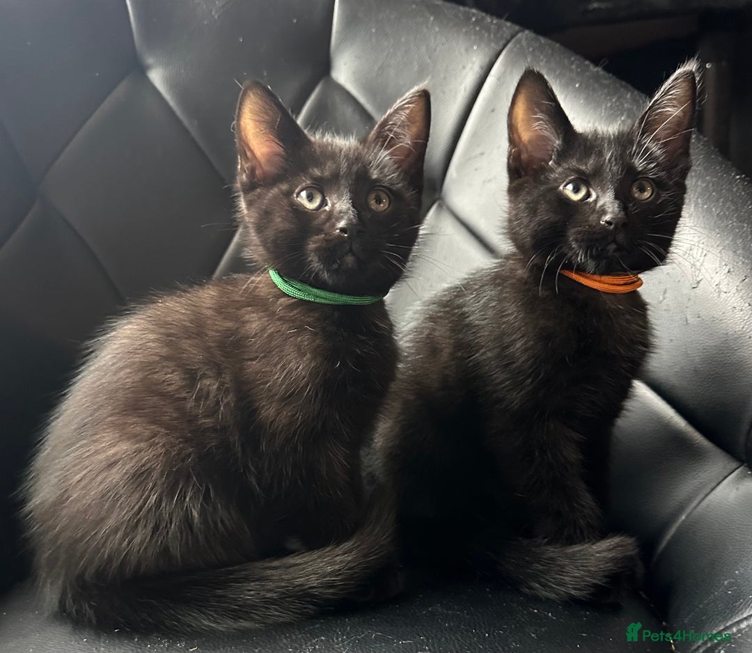 Maine Coon cats for sale: Maine Coon Kittens  - Advert 2