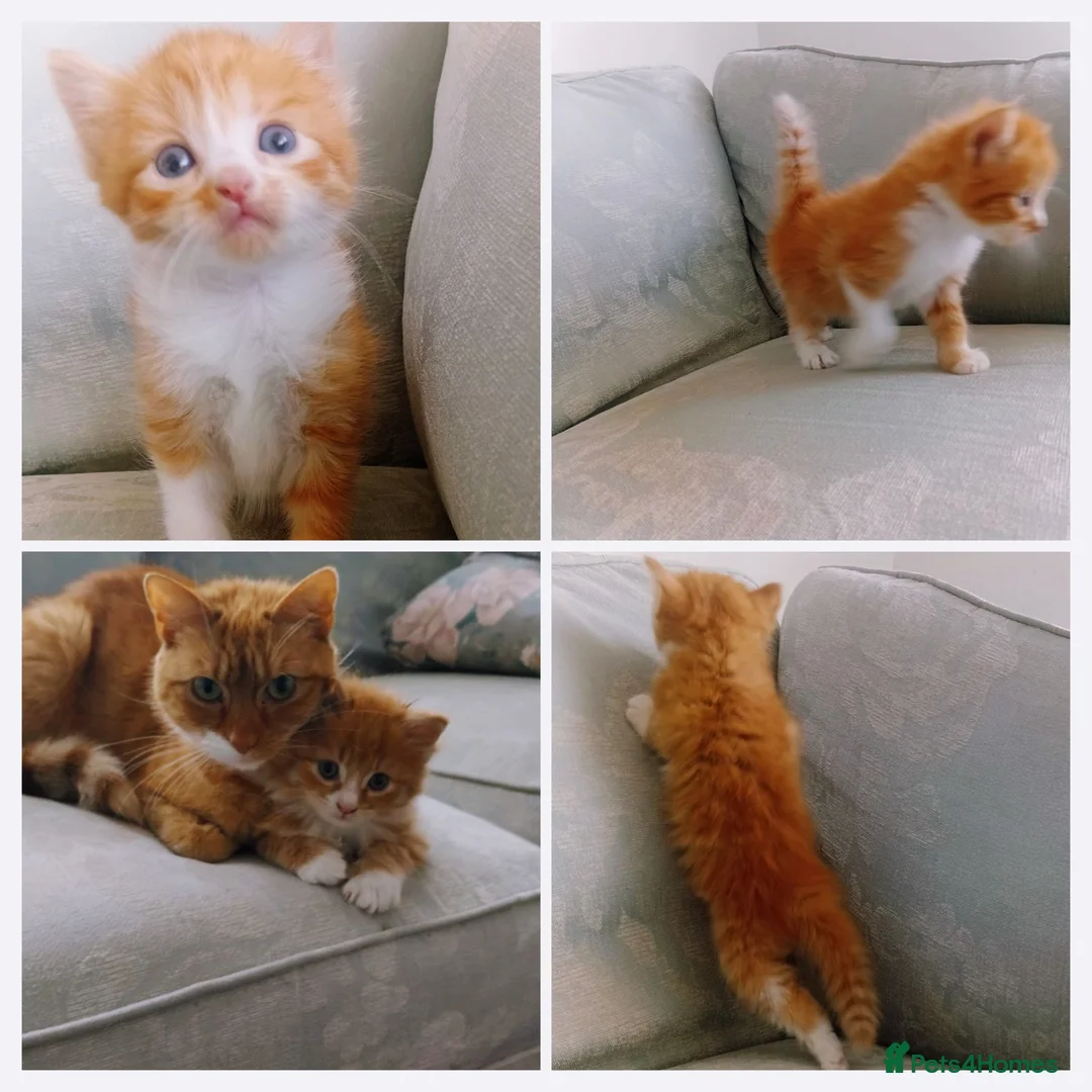 Mixed Breed cats for sale: Kittens mixed breed  - Advert 1