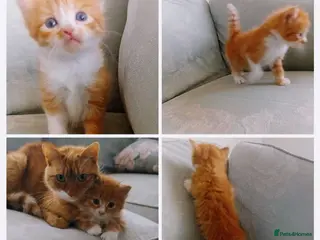 Mixed Breed cats Kittens mixed breed - Advert 1