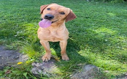 Labrador Retriever dogs for stud: fox Red extensively health tested 0-0 hips in Swansea - Image 4