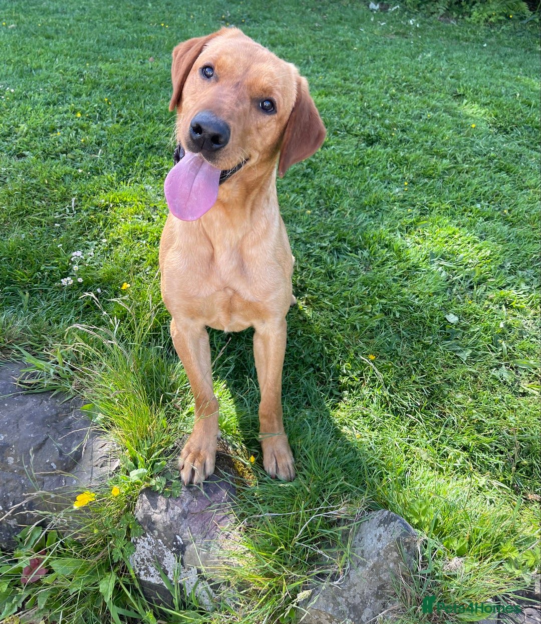 Labrador Retriever dogs for stud: fox Red extensively health tested 0-0 hips in Swansea - Image 4