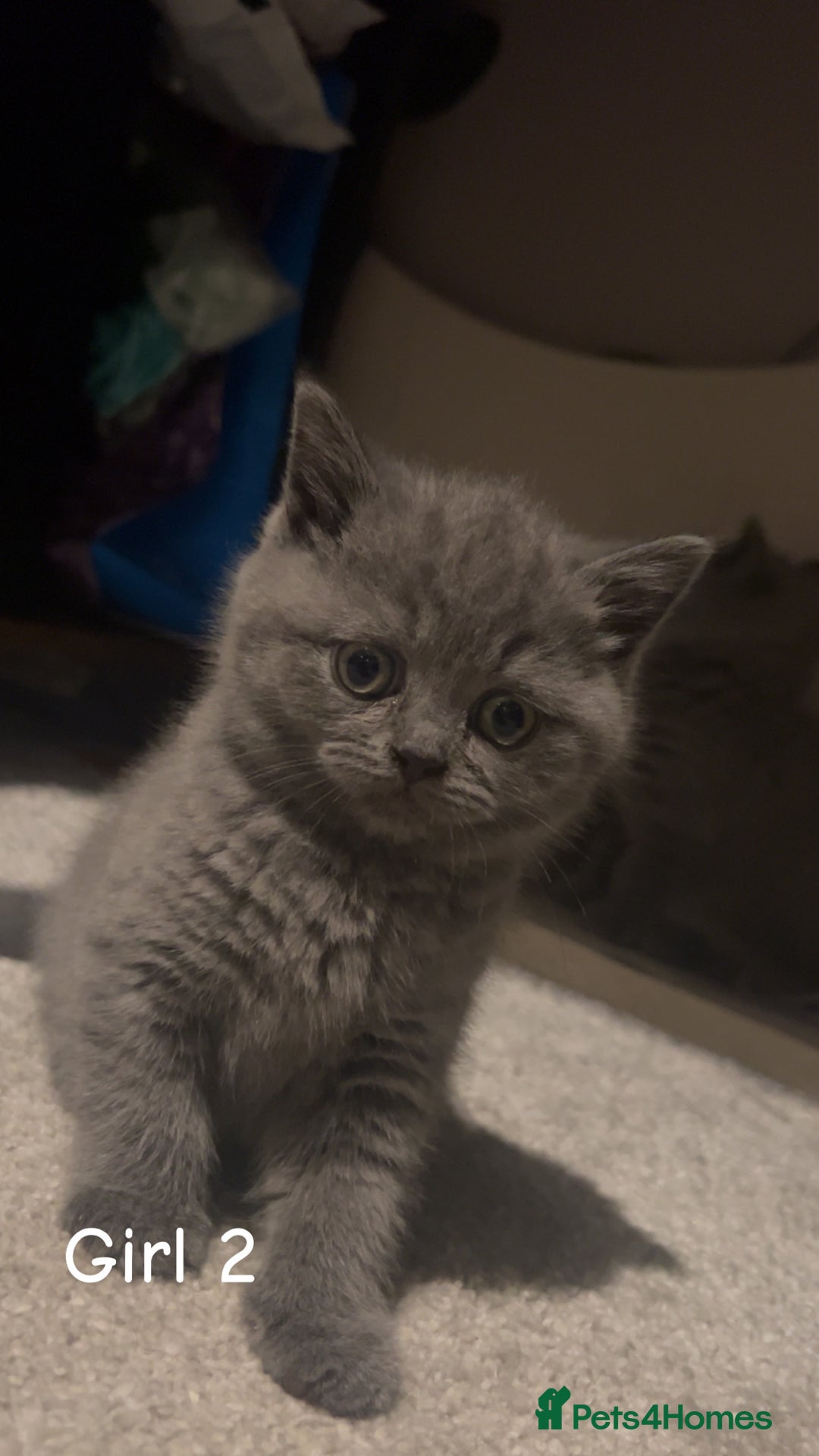 British Shorthair cats for sale: Beautiful BSH Kittens / GCCF registered  - Advert 10